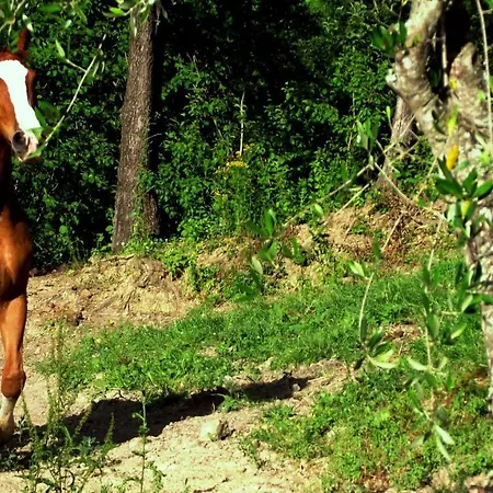 Farm stay I Tre Tigli - Rutino