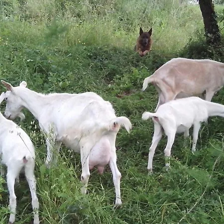 I Tre Tigli - Farm stay Rutino