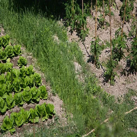 Farm stay I Tre Tigli - Rutino